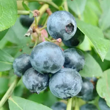 画像をギャラリービューアに読み込む, グルテンフリー&乳製品・白砂糖不使用 米粉ケーキセット