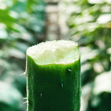 画像をギャラリービューアに読み込む, 至極 きゅうり 24本入り | Excel Farm (エクセルファーム)