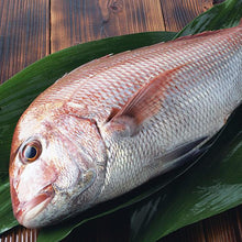 画像をギャラリービューアに読み込む, 活き〆鯛