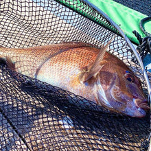 画像をギャラリービューアに読み込む, 真鯛