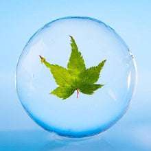 画像をギャラリービューアに読み込む, 季節の丸氷(紅葉)