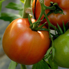 画像をギャラリービューアに読み込む, トマト
