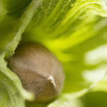 画像をギャラリービューアに読み込む, CASCINA BARROERO ピエモンテIGP ヘーゼルナッツ ペースト