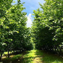 画像をギャラリービューアに読み込む, CASCINA BARROERO ピエモンテIGP ヘーゼルナッツ ペースト