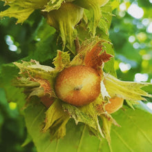 画像をギャラリービューアに読み込む, CASCINA BARROERO ピエモンテIGP ヘーゼルナッツ ペースト