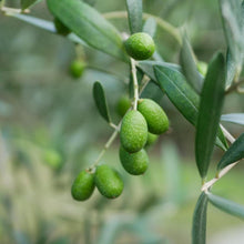 画像をギャラリービューアに読み込む, デザートチーズセット(クリーム2種) | 空山チーズ工房