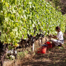 画像をギャラリービューアに読み込む, ラ ヴィア デル コッレ ロピ ビアンコ【LA VIA DEL COLLE LOPI BIANCO】自然派白ワイン