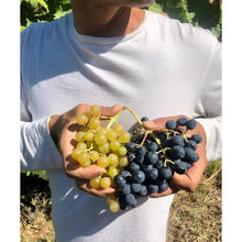 画像をギャラリービューアに読み込む, ラ ヴィア デル コッレ ウルトラ【LA VIA DEL COLLE ULTRA】特別な自然派白ワイン | AUTENTICO ITALIA イタリア逸品市場