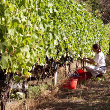 画像をギャラリービューアに読み込む, ラ ヴィア デル コッレ ロピ ロッソ【LA VIA DEL COLLE LOPI ROSSO】自然派赤ワイン