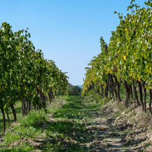 画像をギャラリービューアに読み込む, コンテ アルドブランド レ フォンティッキエ【CONTE ARLDO BRANDO LE FONTICCHIE】白ワイン