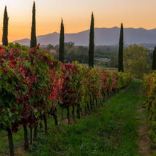 画像をギャラリービューアに読み込む, コンテ アルドブランド レ フォンティッキエ【CONTE ARLDO BRANDO LE FONTICCHIE】白ワイン