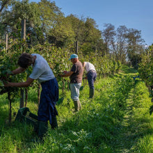 画像をギャラリービューアに読み込む, コンテ アルドブランド キャンティ【CONTE ALDO BRANDO CHIANTI】赤ワイン