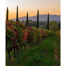 画像をギャラリービューアに読み込む, コンテ アルドブランド バチャマーノ2013【CONTE ALDO BRANDO BACIAMANO 2013】特別なヴィンサント | AUTENTICO ITALIA イタリア逸品市場