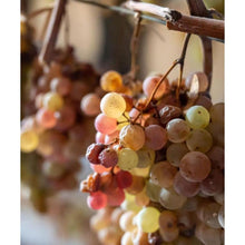 画像をギャラリービューアに読み込む, コンテ アルドブランド バチャマーノ2013【CONTE ALDO BRANDO BACIAMANO 2013】特別なヴィンサント | AUTENTICO ITALIA イタリア逸品市場