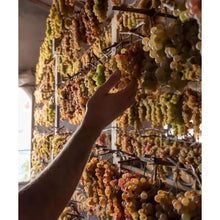 画像をギャラリービューアに読み込む, コンテ アルドブランド バチャマーノ2013【CONTE ALDO BRANDO BACIAMANO 2013】特別なヴィンサント | AUTENTICO ITALIA イタリア逸品市場