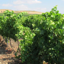 画像をギャラリービューアに読み込む, バリオ ディ グリーシ アリア 2022 【BAGLIO DI GRISI ARIA 2022】BIO白ワイン