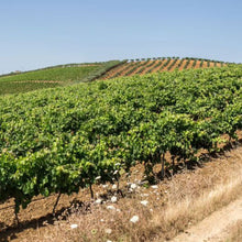 画像をギャラリービューアに読み込む, バリオ ディ グリーシ アリア 2022 【BAGLIO DI GRISI ARIA 2022】BIO白ワイン