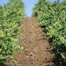 画像をギャラリービューアに読み込む, バリオ ディ グリーシ ネロ・ダーヴォラ 2021 【BAGLIO DI GRISI NERO D'AVOLA 2021】 BIO赤ワイン