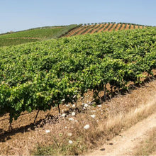 画像をギャラリービューアに読み込む, バリオ ディ グリーシ シラー 2021 【BAGLIO DI GRISI SYRAH 2021】BIO赤ワイン