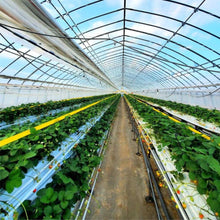 画像をギャラリービューアに読み込む, いちご農園