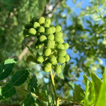 画像をギャラリービューアに読み込む, ニンジャパンチ/山椒胡椒