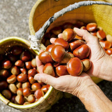 画像をギャラリービューアに読み込む, 栗