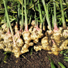 画像をギャラリービューアに読み込む, 生姜