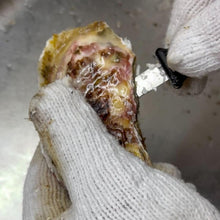 画像をギャラリービューアに読み込む, バラ牡蠣 生食用