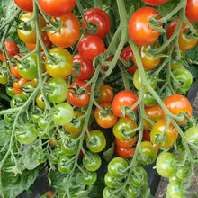 画像をギャラリービューアに読み込む, 懐古トマト~赤い恋人~2kg箱 ミニトマト