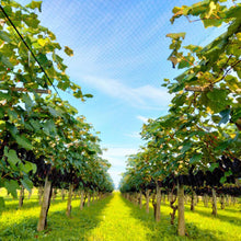 画像をギャラリービューアに読み込む, ぶどう畑