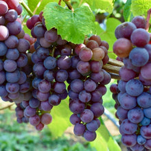 画像をギャラリービューアに読み込む, ぶどう