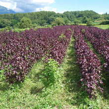 画像をギャラリービューアに読み込む, 紫蘇畑