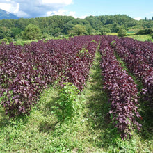 画像をギャラリービューアに読み込む, 紫蘇畑