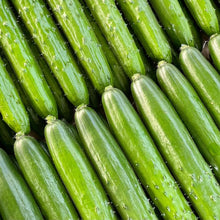 画像をギャラリービューアに読み込む, 至極 きゅうり 24本入り | Excel Farm (エクセルファーム)