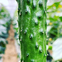 画像をギャラリービューアに読み込む, 至極 きゅうり 24本入り | Excel Farm (エクセルファーム)