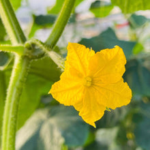 画像をギャラリービューアに読み込む, 至極 きゅうり 24本入り | Excel Farm (エクセルファーム)