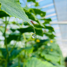 画像をギャラリービューアに読み込む, 至極 きゅうり 24本入り | Excel Farm (エクセルファーム)