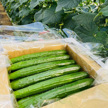画像をギャラリービューアに読み込む, 至極 きゅうり 24本入り | Excel Farm (エクセルファーム)