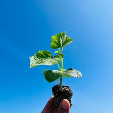 画像をギャラリービューアに読み込む, 至極 きゅうり 24本入り | Excel Farm (エクセルファーム)