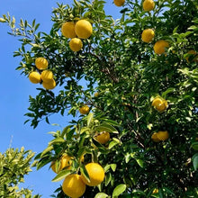 画像をギャラリービューアに読み込む, グルテンフリー&乳製品・白砂糖不使用 米粉ケーキセット