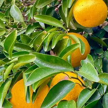 画像をギャラリービューアに読み込む, ピールチョコセット<綾日向夏ビター&ホワイト> オーガニックチョコ使用