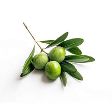 画像をギャラリービューアに読み込む, 古代品種MAESTAオーガニックエキストラバージンOLIVE OIL(228g)