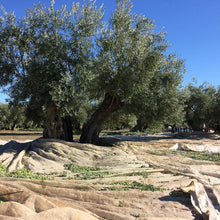 画像をギャラリービューアに読み込む, 【OLIVE JAPAN(R)金賞】エキストラバージンオリーブオイル(500ml) | THE STORY