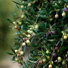 画像をギャラリービューアに読み込む, オリーブ