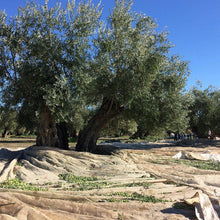 画像をギャラリービューアに読み込む, オリーブ畑