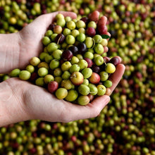 画像をギャラリービューアに読み込む, オリーブ