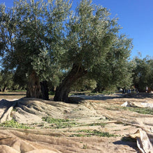画像をギャラリービューアに読み込む, オリーブ畑