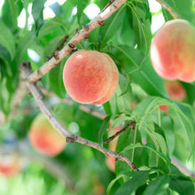 画像をギャラリービューアに読み込む, もも