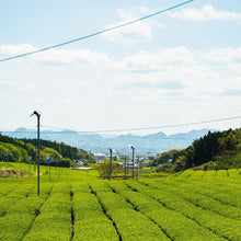 画像をギャラリービューアに読み込む, 茶畑