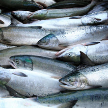 画像をギャラリービューアに読み込む, 魚